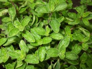 Oregano oil dosage | General center | SteadyHealth.com