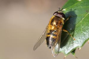 Painful wasp sting