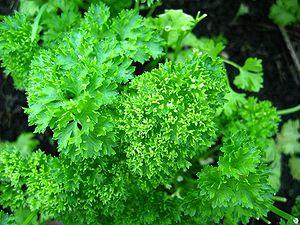 Parsley health benefits