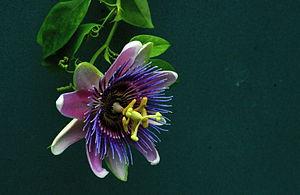 Passion flower facts