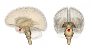 Pituitary gland problems