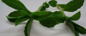 Say Yes To Stevia?