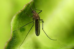 Plants that repel mosquitoes