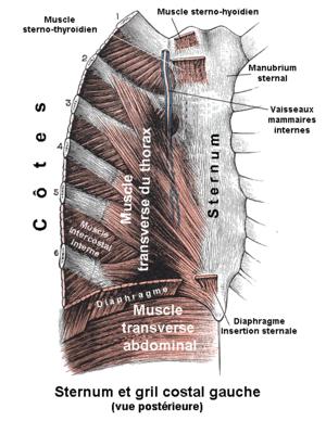 Popping sternum review | Musculoskeletal Issues articles | Body