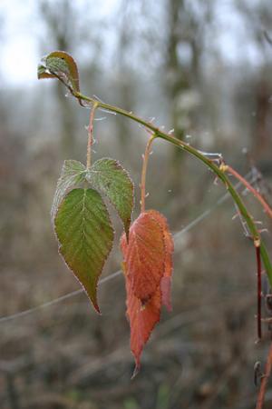 Prednisone for poison ivy