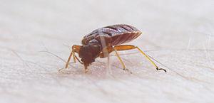 Prevention of bed bugs