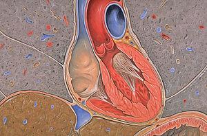 Prevention of circulatory diseases