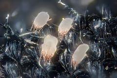Prevention of dust mite allergies