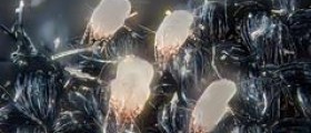 Prevention of dust mite allergies