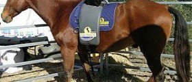 Prevention of equine influenza