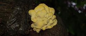 Prevention of fungal infections