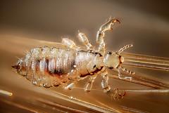 Prevention of head lice