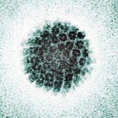 Prevention of human papillomavirus