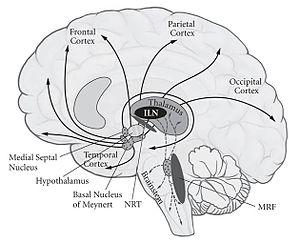 Prevention of neural tube defects