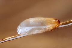 Prevention of nits