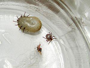 Prevention of ticks