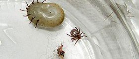 Prevention of ticks