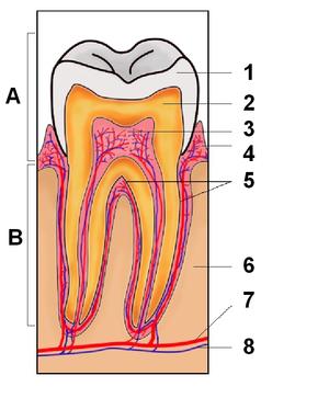 Prevention of tooth erosion
