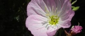Primrose oil side effects