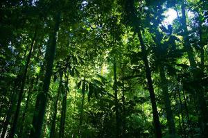 Rainforest plants used for medicine