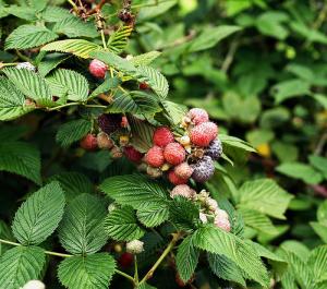 Raspberries nutrition and facts