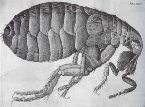 Remedies for chiggers