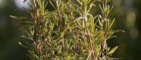 Rosemary herb benefits