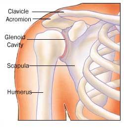 Rotator cuff therapy