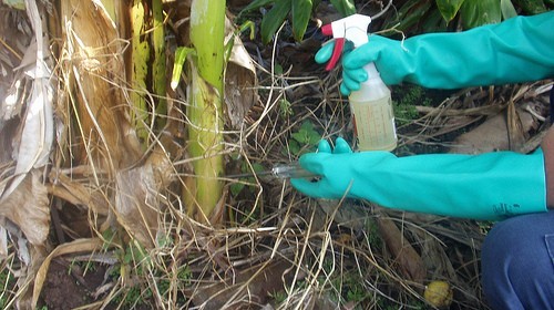 Monsantos Roundup Weed Killer Is It Really That Bad For You Monsantos Roundup Weed Killer Is It Really That Bad For You
