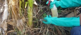 Monsanto's Roundup Weed Killer: Is It Really That Bad For You?