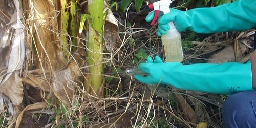 Monsanto's Roundup Weed Killer: Is It Really That Bad For You?