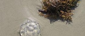 Seaweed health benefits