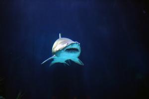 Shark cartilage supplement