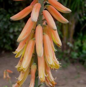 Should i use aloe vera supplements or not?