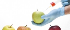 Genetically Modified Organisms: Are They Dangerous?