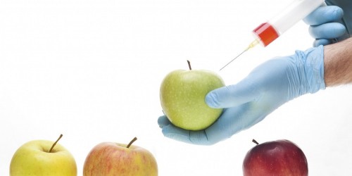 Genetically Modified Organisms: Are They Dangerous?
