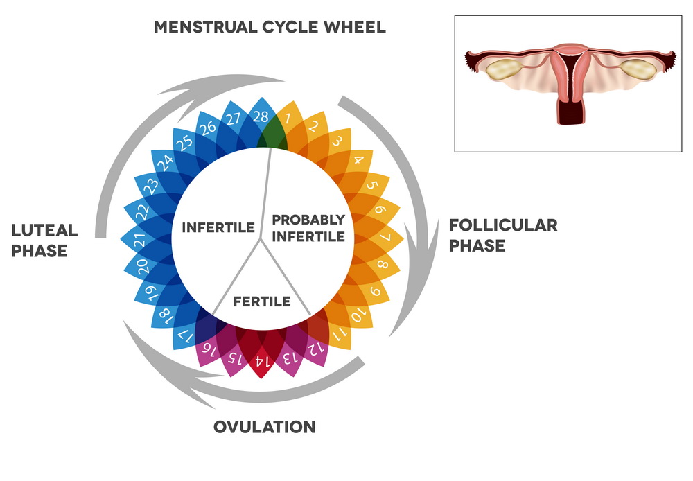 Menstrual Cycle Wheel