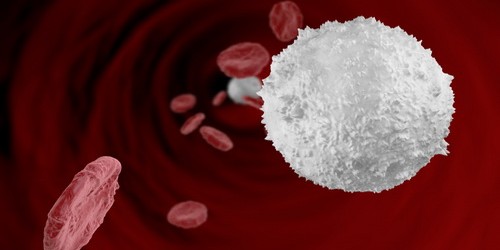 What does high white blood cells count indicate?
