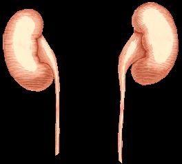 Sickness - Kidney failure