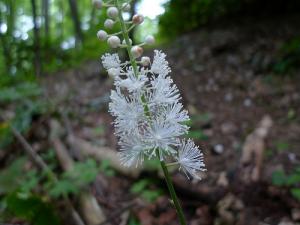 Side effects of black cohosh