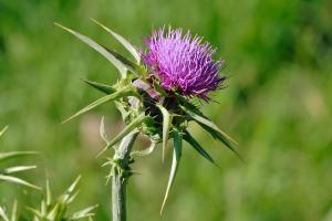 intake and xanax can milk thistle