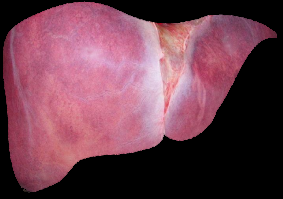 Signs and symptoms of liver problems