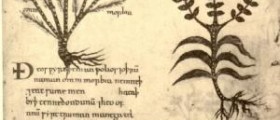 Skin problems and herbal remedies