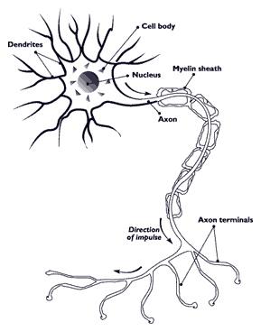 somatic nervous system