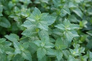 Spearmint tea benefits