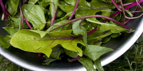 The Importance Of Folic Acid In Our Diet