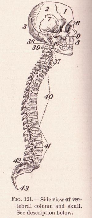 Spinal tumor symptoms