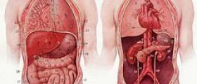 Splenectomy procedure: Removal of the spleen