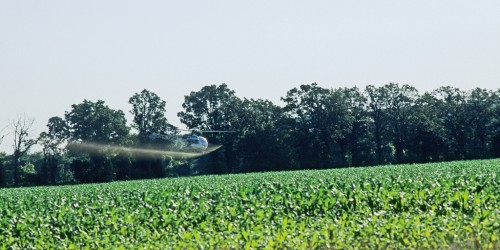 Pesticides- how dangerous is our nutrition?