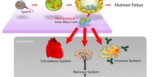 Repairing The Heart With Adult Stem Cells